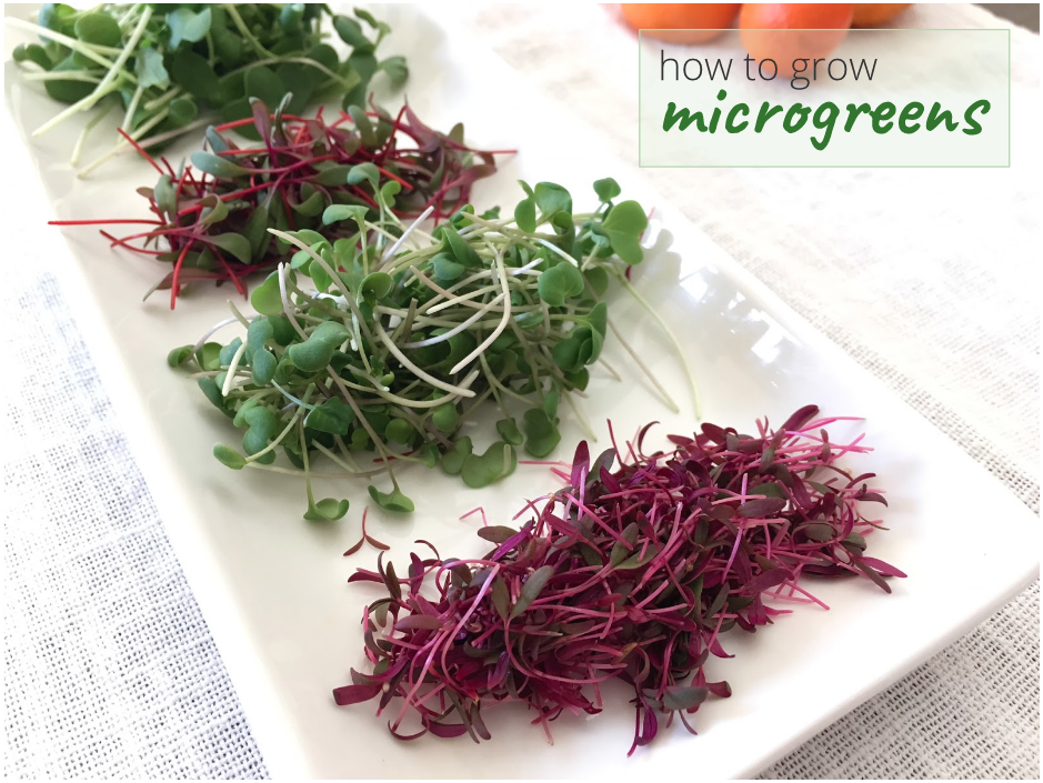 How to grow microgreens (and use up your extra seeds) GrowJourney